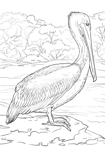 Eastern Brown Pelican Coloring Page